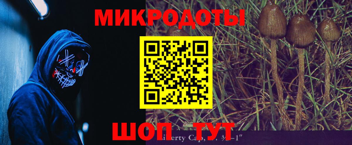 Псилоцибиновые грибы Psilocybe Советская Гавань